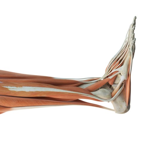 Certificate Program on Gross Anatomy of the Lower Limb